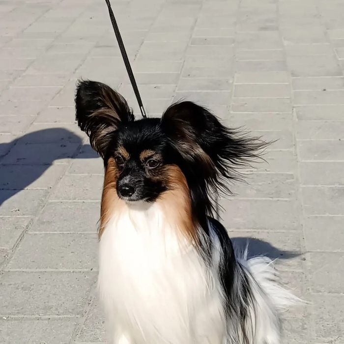 Продам щенков породы папийон