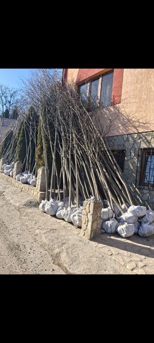 Mesteacăn /Leylandii