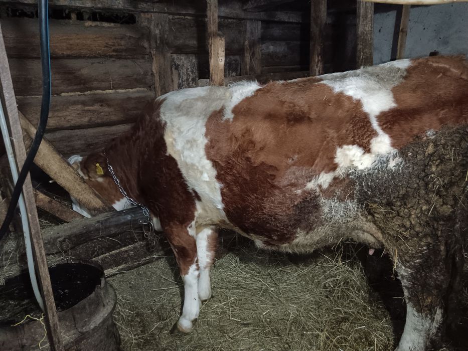 Vând vaca bălțată