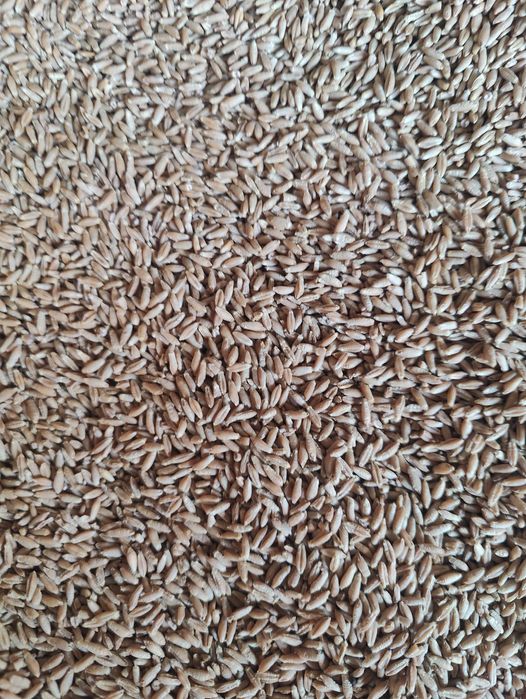 Triticale eco recolta 2025