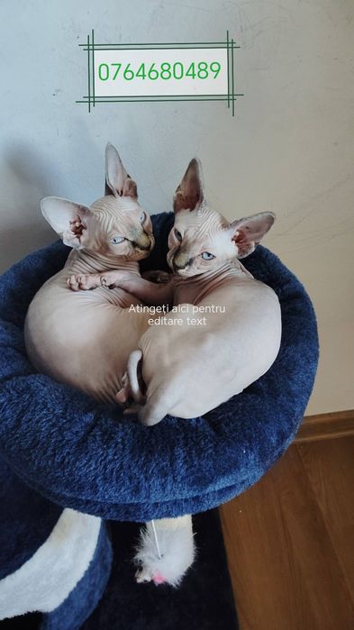 pui pisica rasa pura