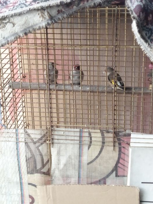 Продам щеглов, обычных этого года