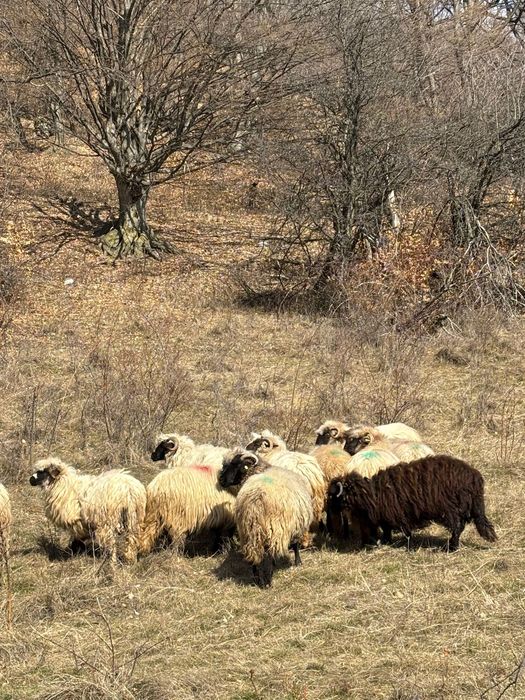Vand oi cu miei.