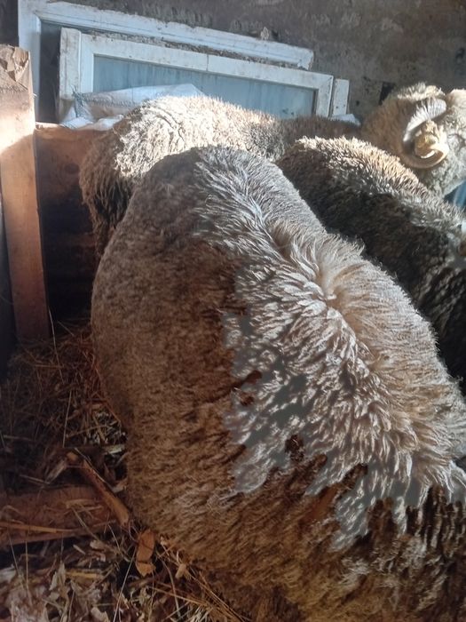 Berbecii de vânzare