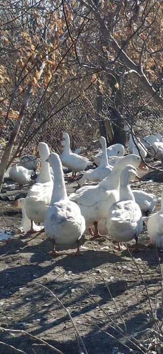 Пух перо гусиное