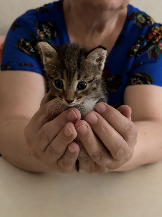 Котёночек, отдаем в хорошие руки