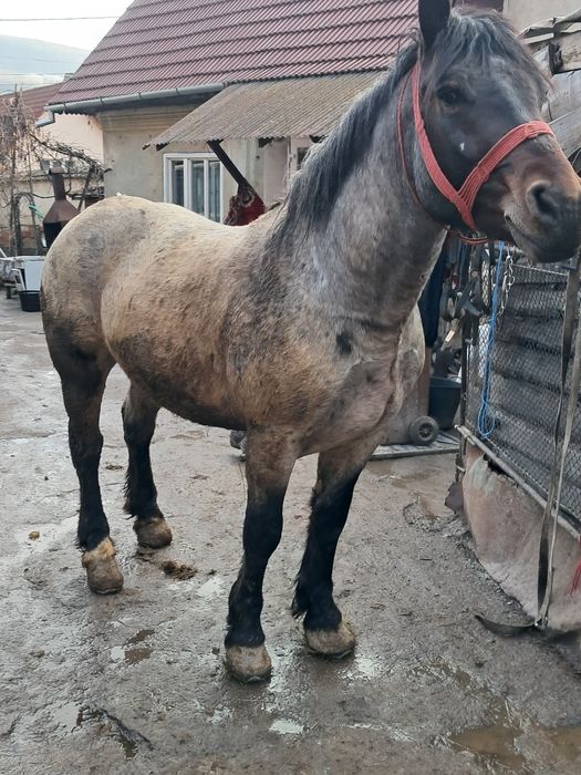 Vând mânz de 3 anii garantat de ham și foarte cuminte