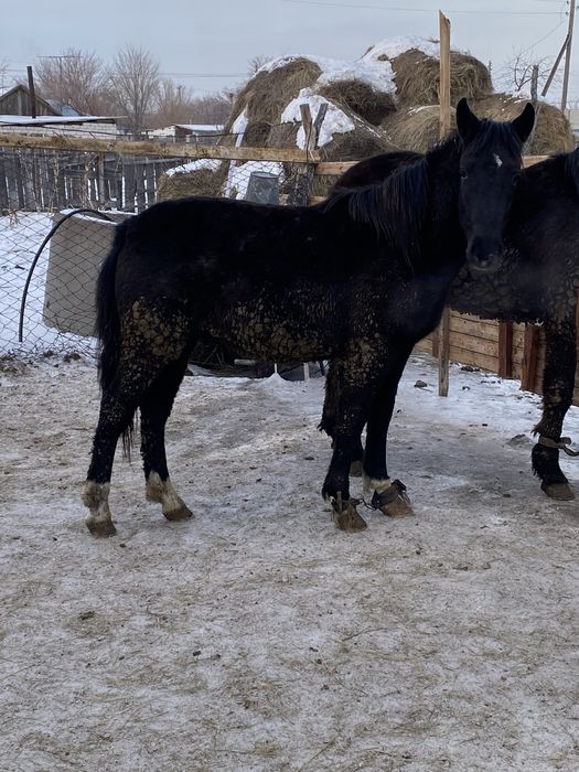 Продам лошодей стоит на откорме 3 месяц