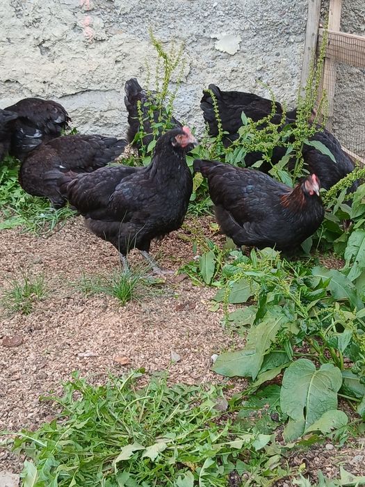 Fam. Marans 2026