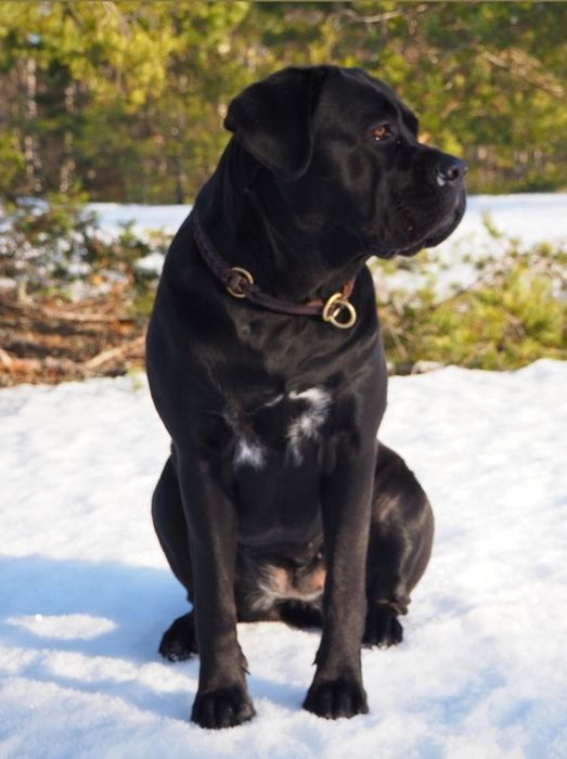 Cane Corso   Fetiță