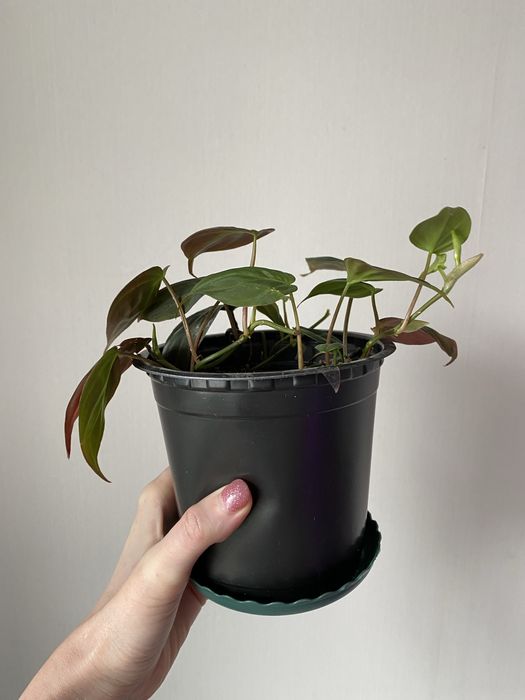 Филодендрон миканс