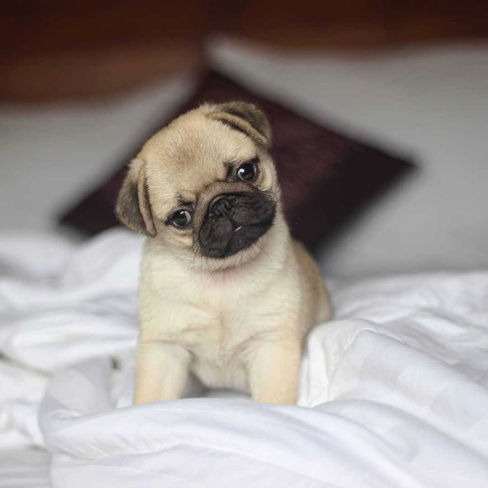 Бебета Мопс чистокръвни с родословие от Мопс България ООД