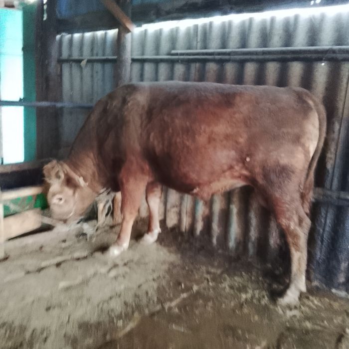 Бұқалар 1.5-2 жас