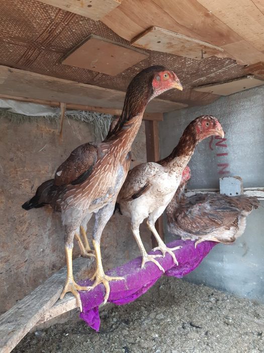 Бойцовиедакантаауықтар