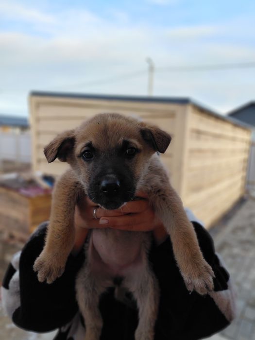 Отдам щенка (девочка)
