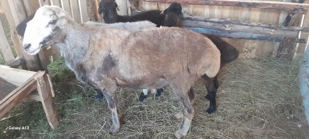 Кошкар сатамын. Продам кошкара