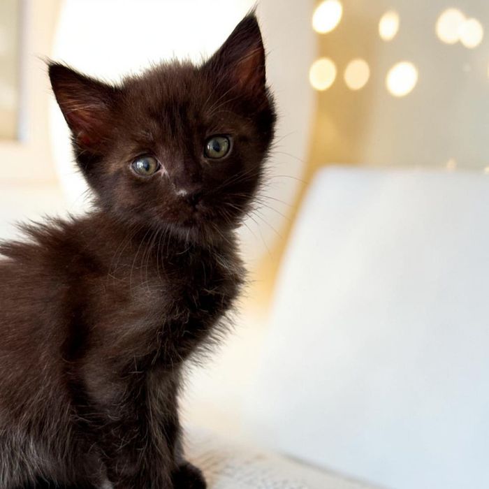 Котенок-мальчик в надежные руки