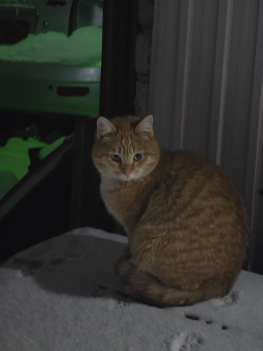 Отдам котёнка в хорошие руки