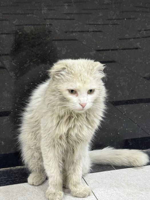 Кот турецкая ангора