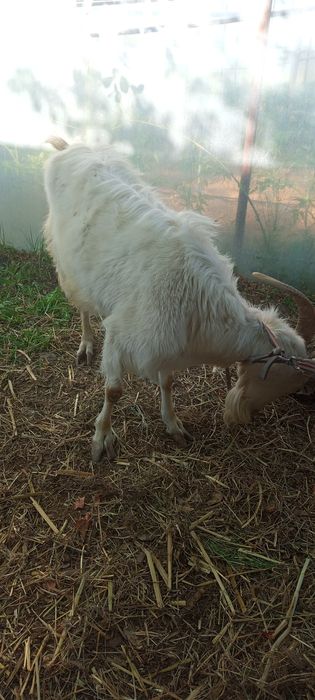 !Ona bola echki
!Zotli
!Bolasi:erke .urgochi
!2 litr suti bor
!Sroch