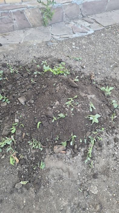 чернозем бесплатно