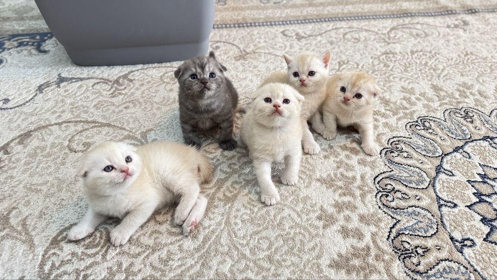 Мушуклар скоттиш фолд