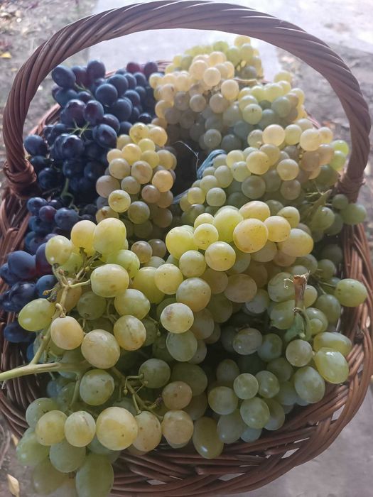 Struguri vin diferite soiuri