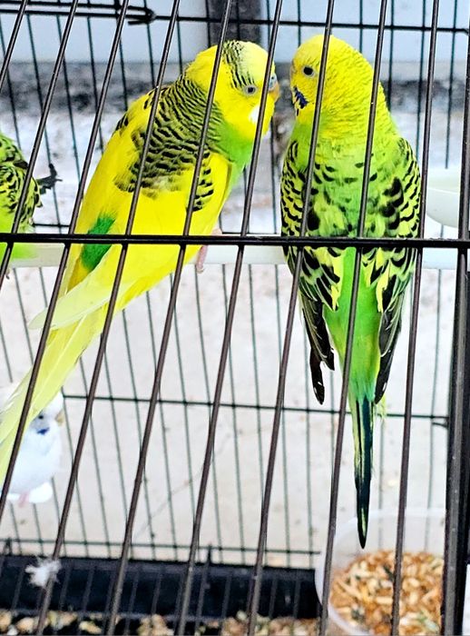 Волнистый попугай Valnistiy para