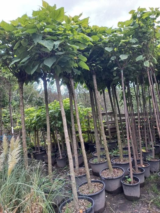 Vând plante ornamentale diferite specii și dimensiuni etc