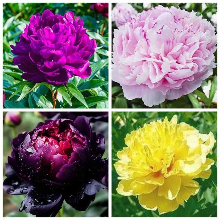 Rizomi ( bulbi) de Bujor Nobil Gigant, pt plantat, disponibil pe nuante de alb, roz, galben  rosu  portocaliu  mov, visiniu