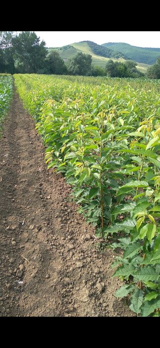 Pomi fructiferi de vanzare Aiud