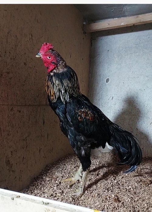 Дакан бойцовский петух