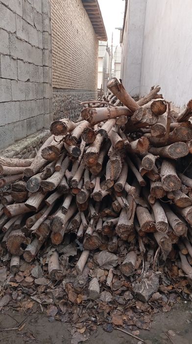 Tol tanasi bor oʻtin quruq   qishga yoqadigan