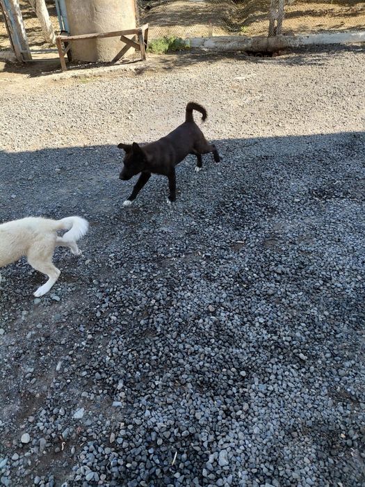 ПРОДАМ отличных щенков