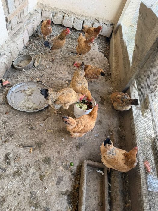 Продам куры тауык кучин