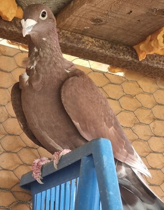 Porumbei rosii de Bucuresti