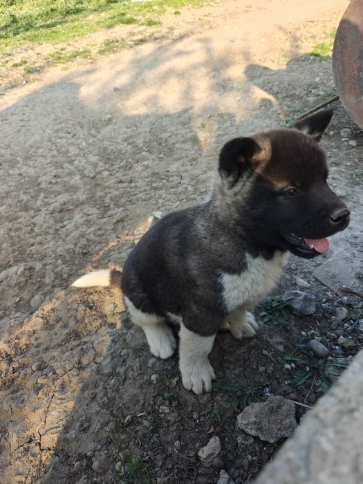 Cățel Akita american