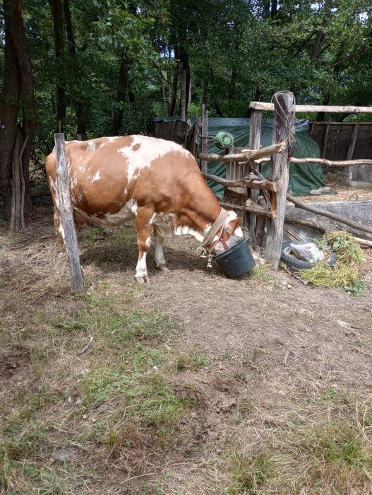 Vând vacă bălțată Românească cu CO și vițea de doua luni