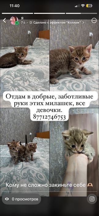 Отдам котят в добрые руки