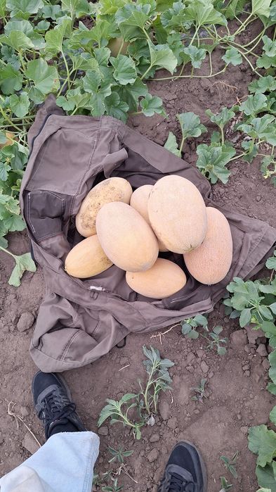 Продам Арбуз, Дыню