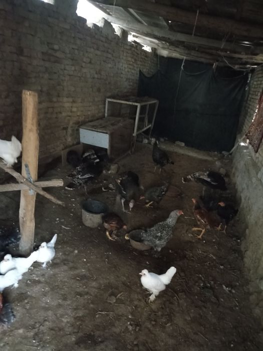 Куркалар сотилади