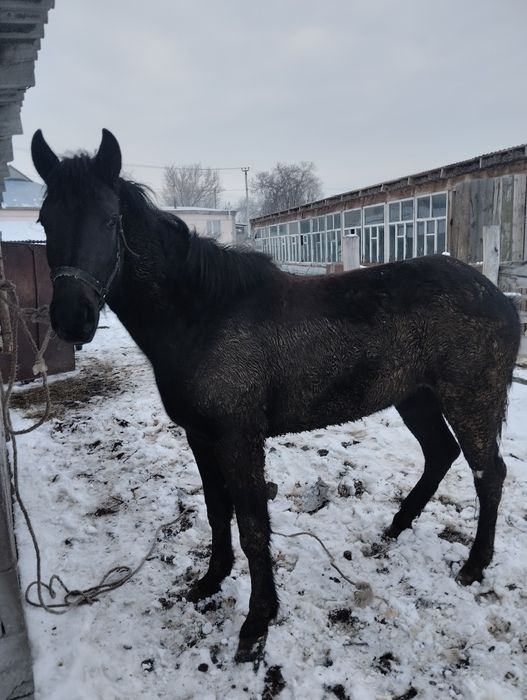 Кунан сатамын 600мын