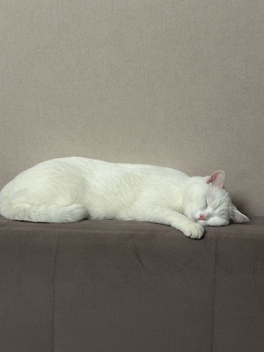 Отдам кошечку в добрые руки