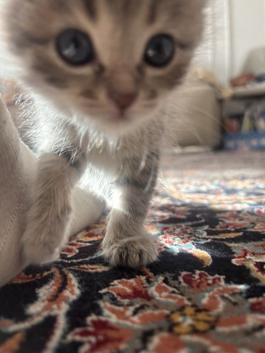 Котёнок бесплатно
