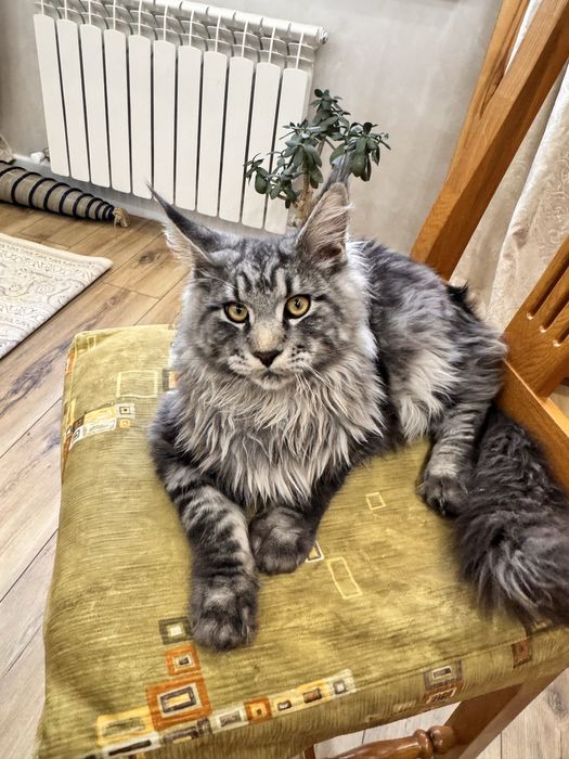 Игривый мейн кун