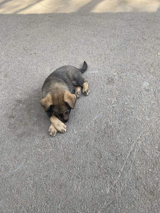 Щенок в добрые руки