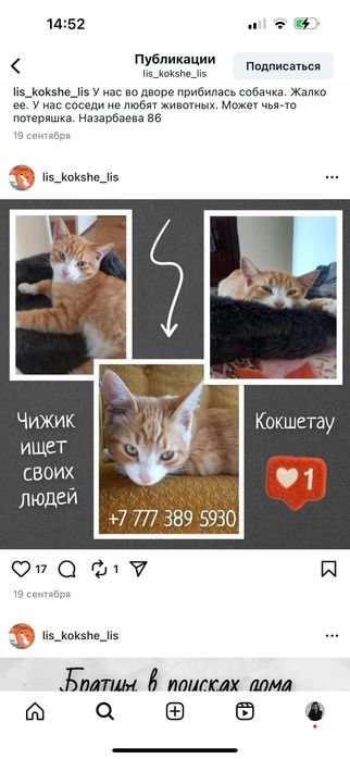 Котенок мальчик бесплатно