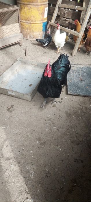 Vand cocos australop