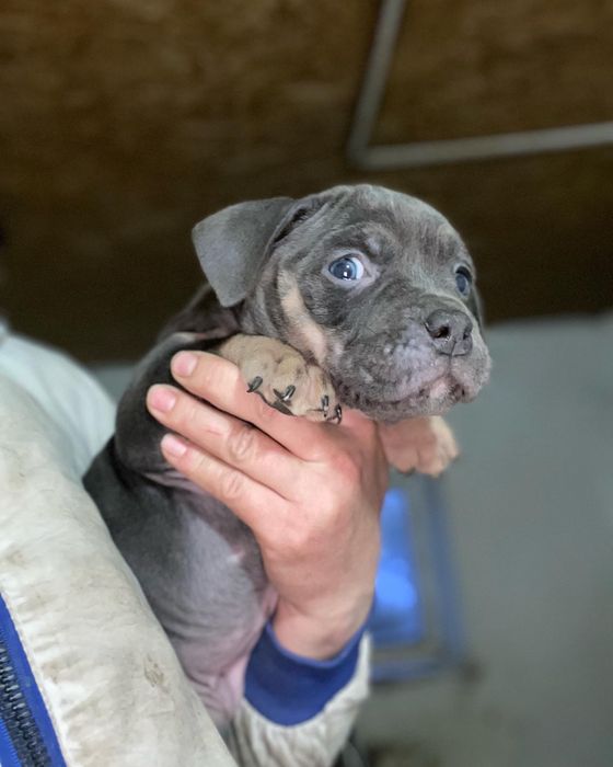 Щенки американский булли