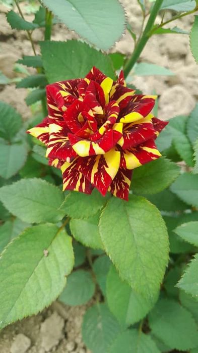 Англиские и Голландские розы